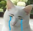 抓痒猫白