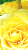 rin