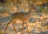 aniappa