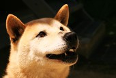 モリシマ