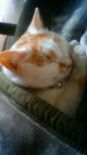 森のこねこ