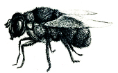 otahajime