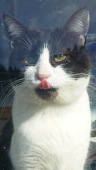 鯨ねこ