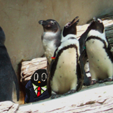 アライッティ