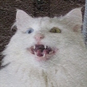 けろ