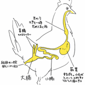 梅林