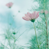 蒼（元kei）