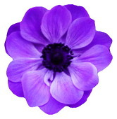 豊花