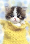 しろねこ