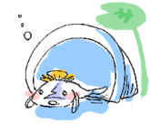 ケシ
