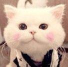 momoshi11