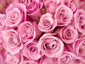 薔薇