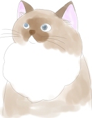 ゆき