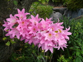 藤華