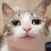 囧包denka