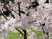rihito