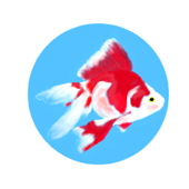 魚°