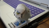 ａｚｕｍｉｎｏ