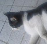 Liene