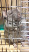 猪鹿てう太