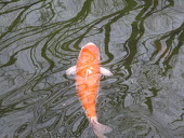 コウ