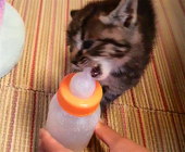 あん