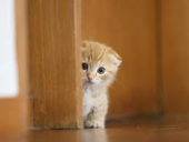 猫耳会長