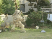 カモ