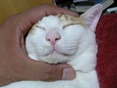 エモリエル