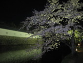 蒼聖