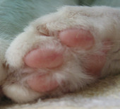 猫黑