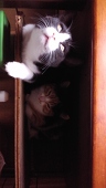 猫屋