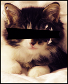 nekostereo