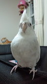 鬼華