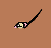 斑猫