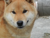 竹千代