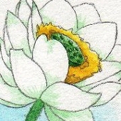pansy88