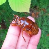 モリチョ