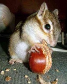 ちゃんくり