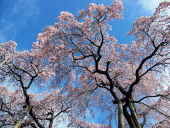 朝霞
