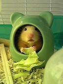 奏