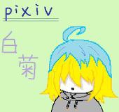 白菊