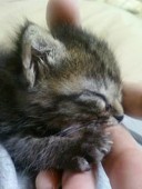 shuki