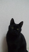 しろん