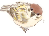 すずめ
