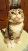 チャボ