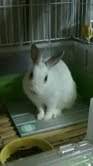 織夢