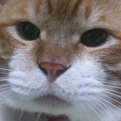 ユニ