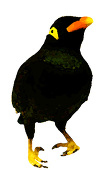 taka