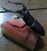 鍬形
